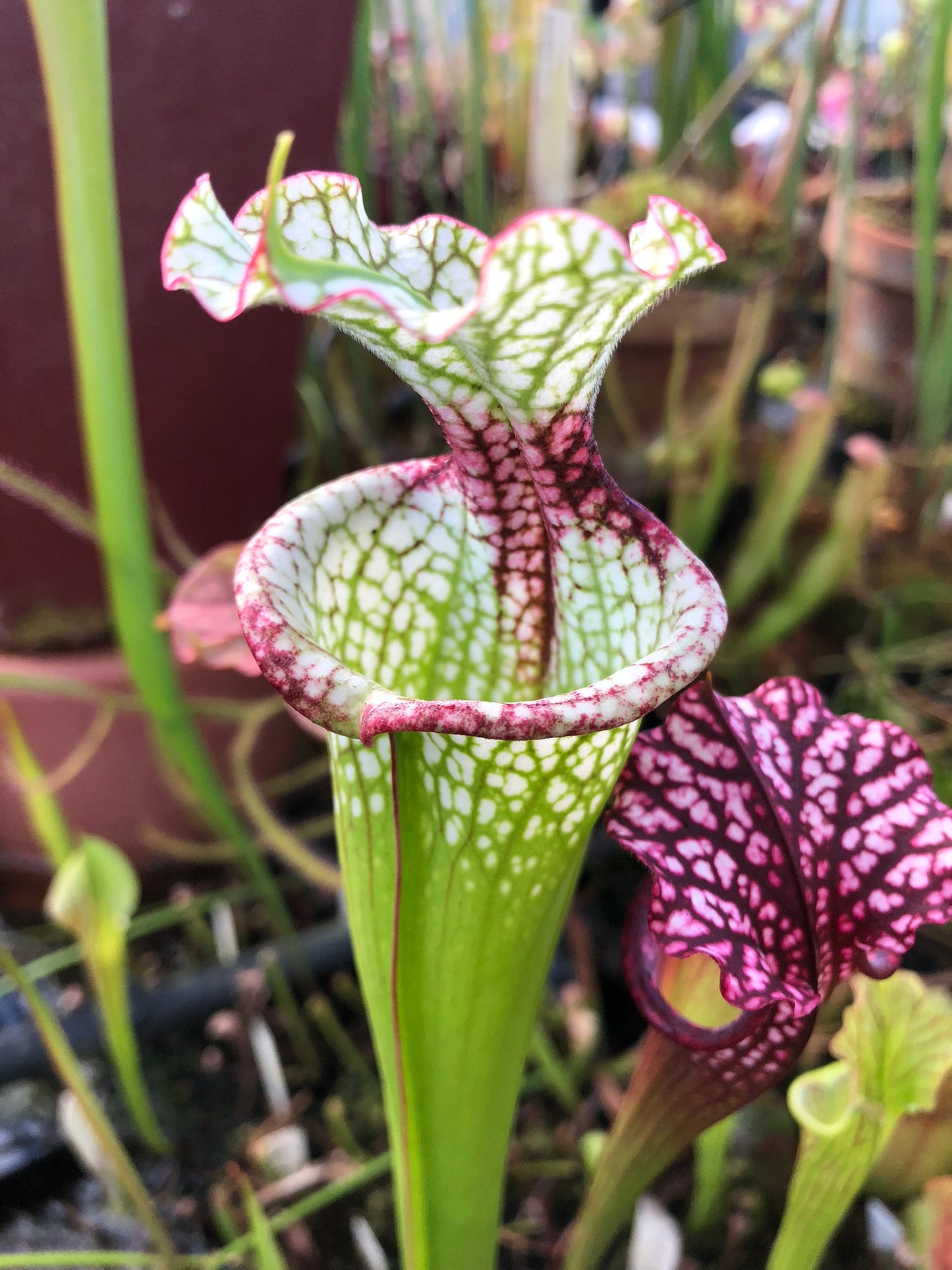 Sarracenia x Leah Wilkerson x Royal Ruby LH120