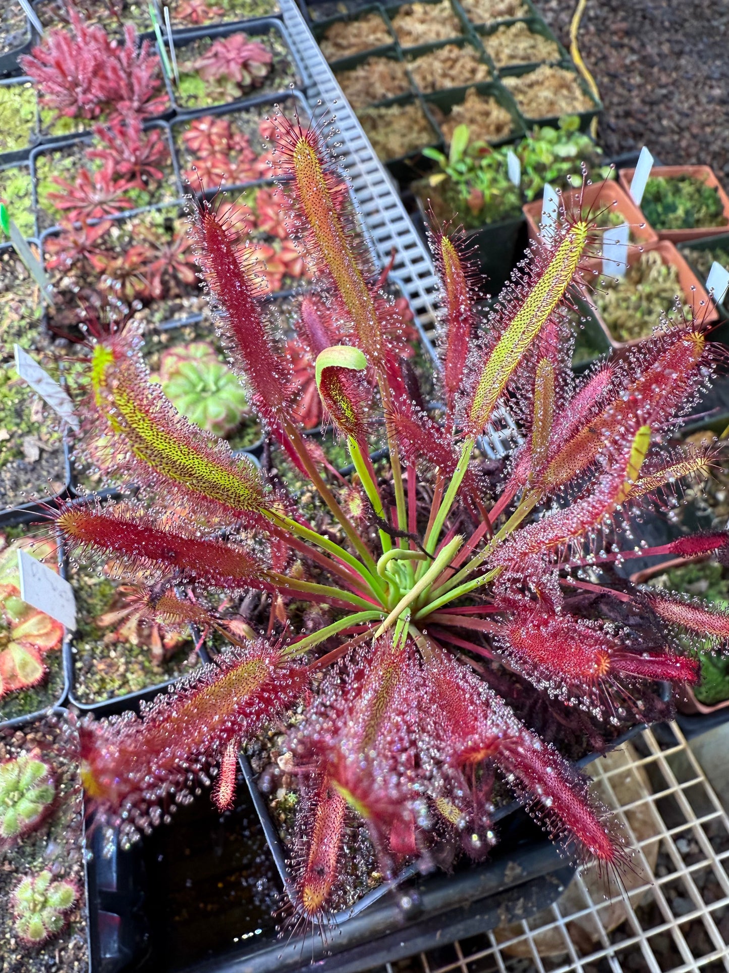 Drosera capensis Red Form (Pakhuis Pass)