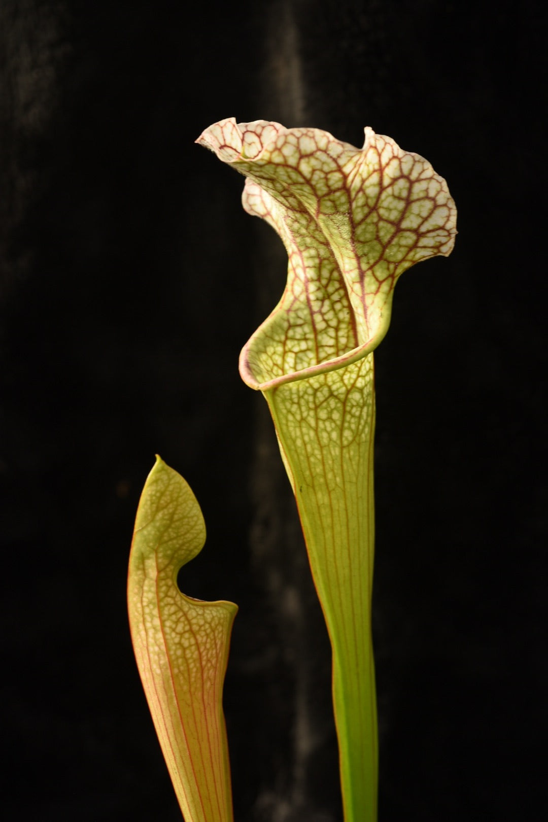 Sarracenia x Stingray