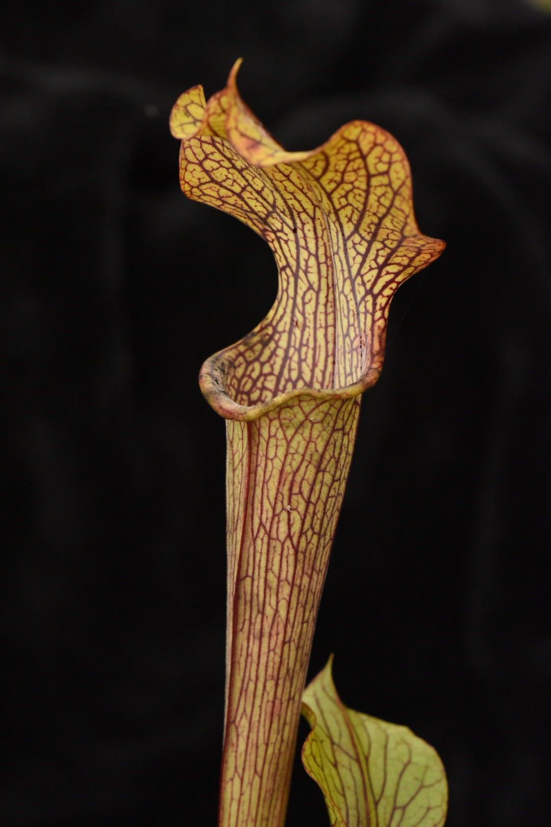 Sarracenia x harvest of gold