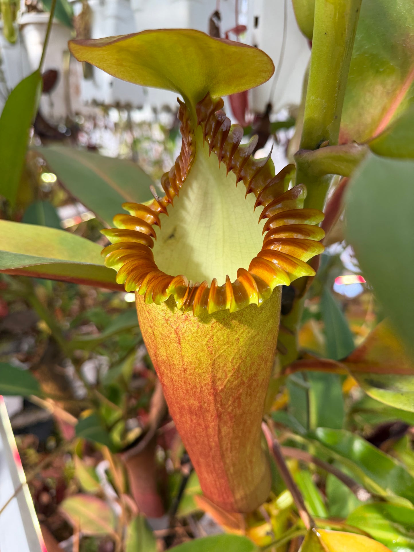 Coming Soon - Fresh Nepenthes edwardsiana Wide Peristome Pollen March 2026