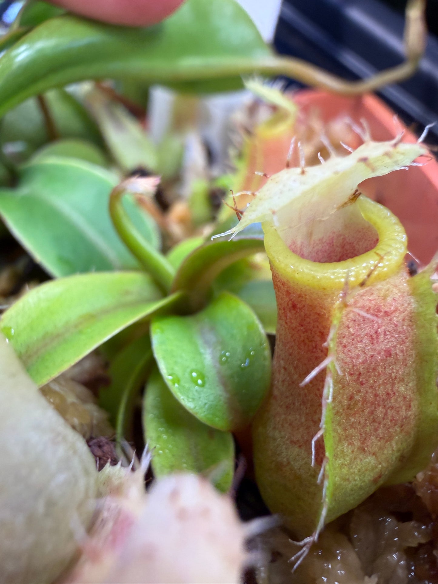 N83 Nepenthes (truncata x ventricosa) x barcelonae (Shipped Bare-Root)