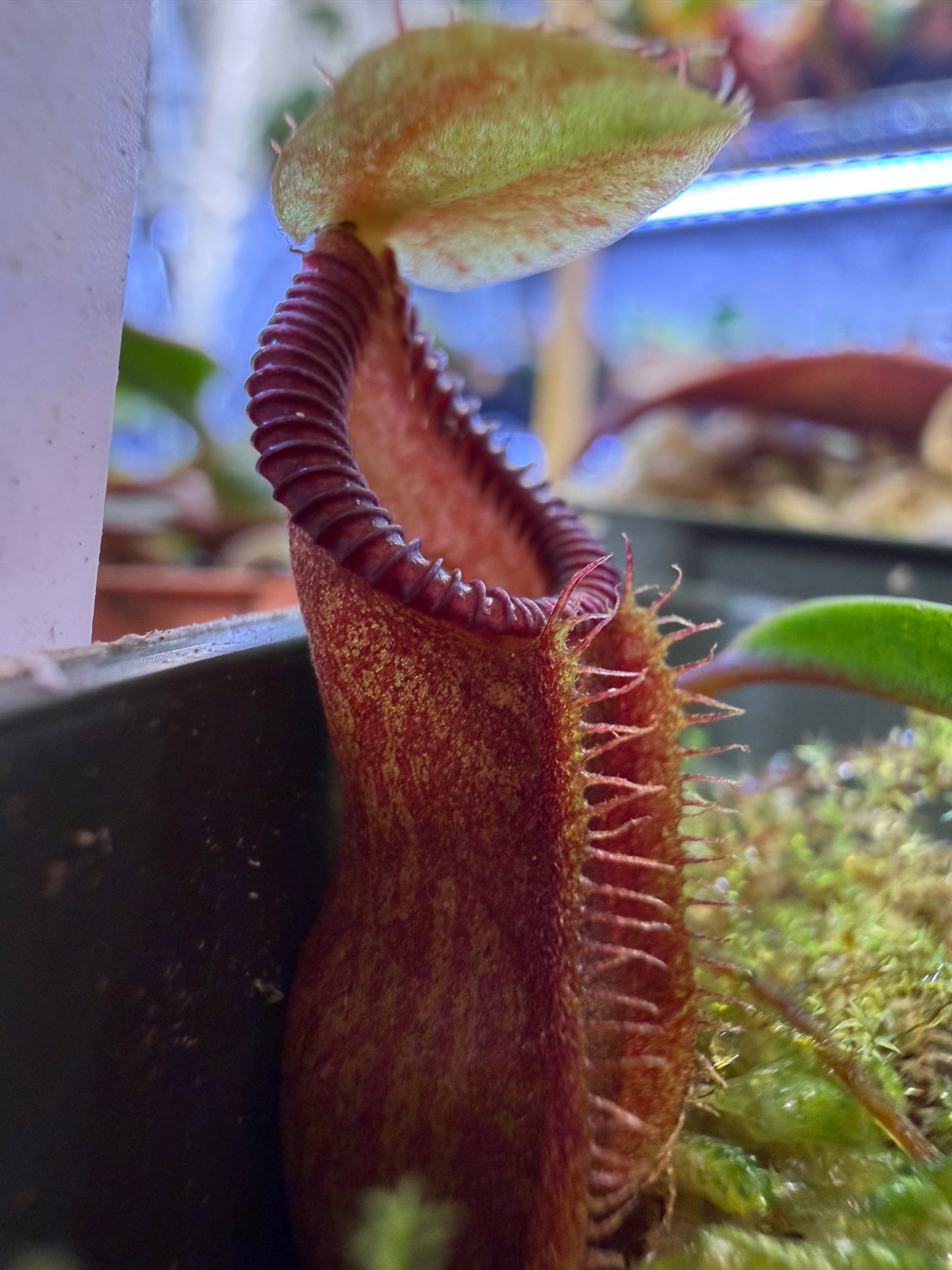 N134 Nepenthes singalana x diabolica (Shipped Bare-Root)