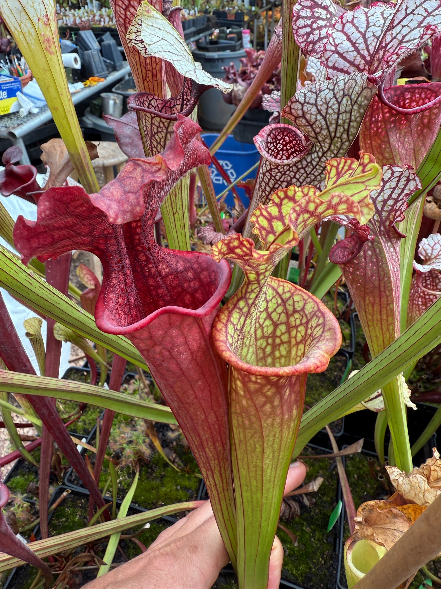 Sarracenia x Dante’s Inferno