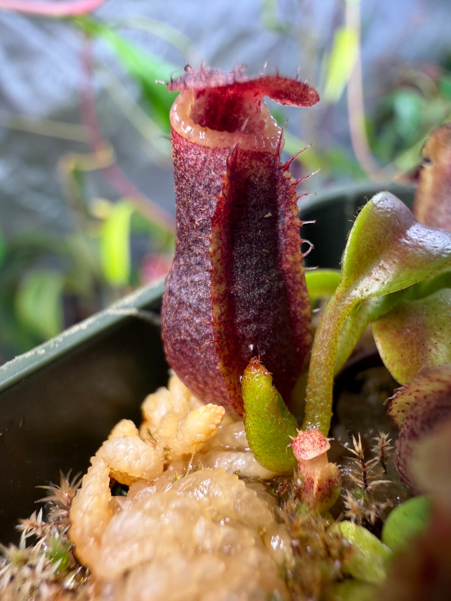N95 Nepenthes singalana Kunyit Giant x villosa (Shipped Bare-Root)