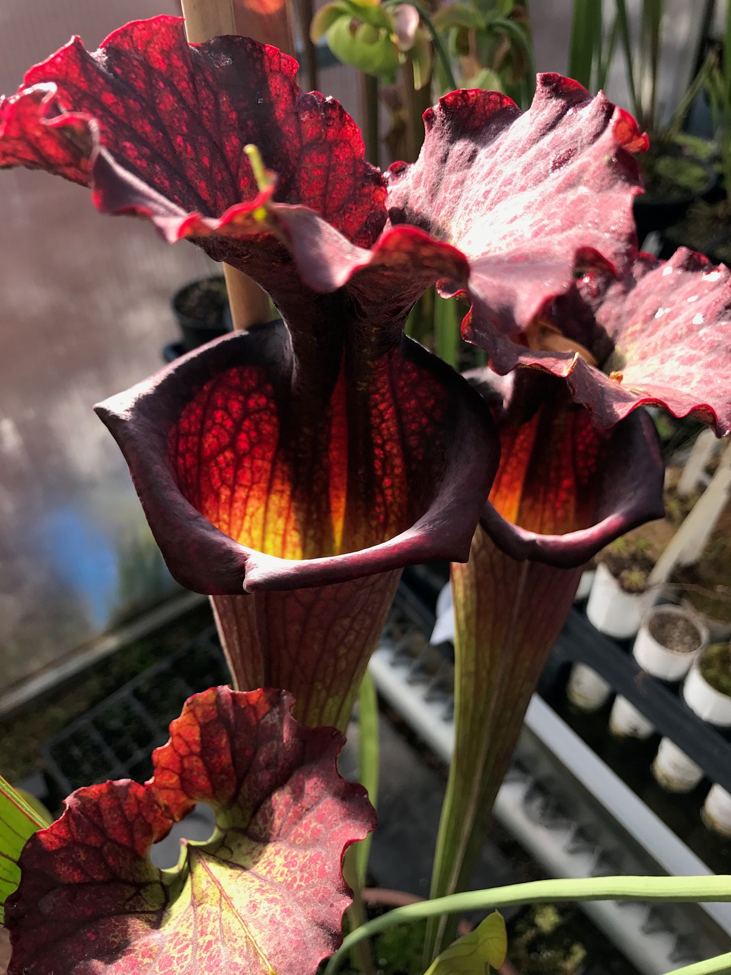 Sarracenia x Saurus