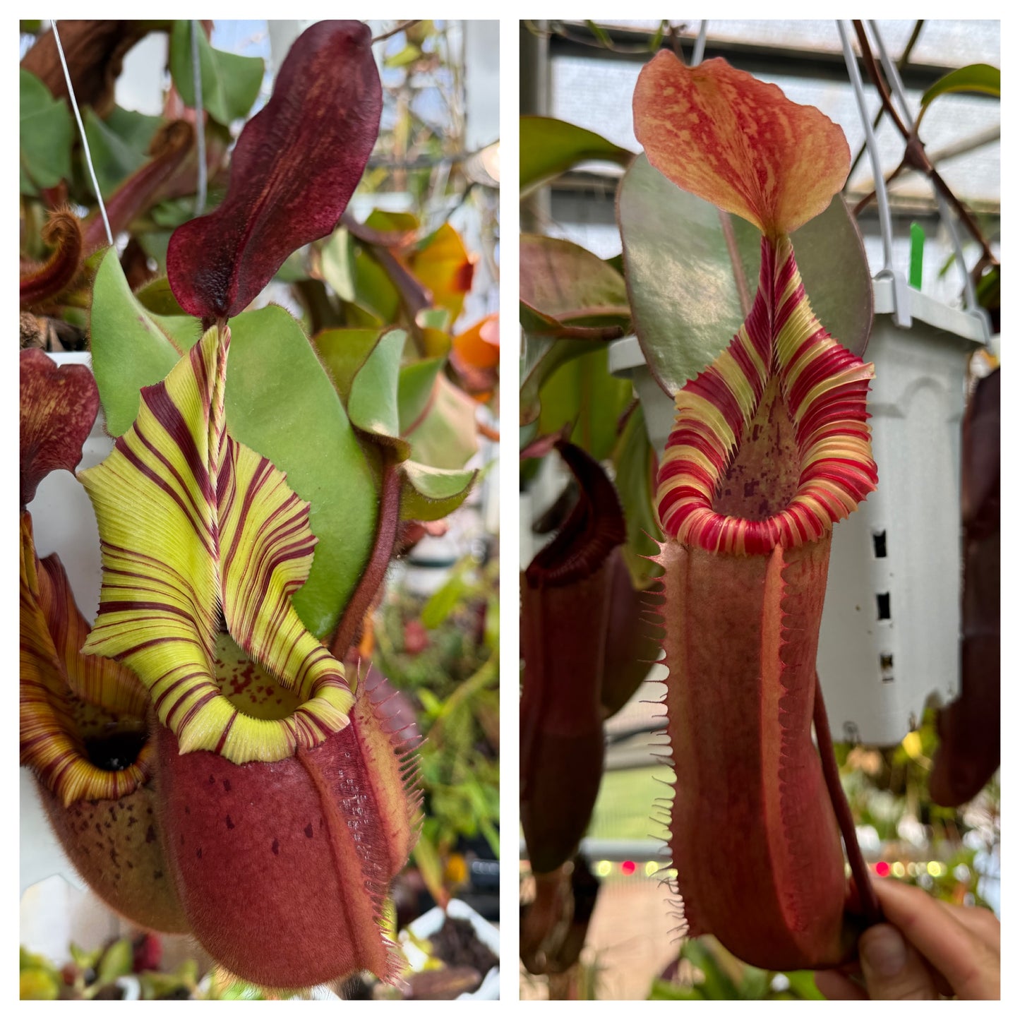 Seed - Nepenthes veitchii Geoff Wong x (veitchii Long x edwardsiana) 6-2026
