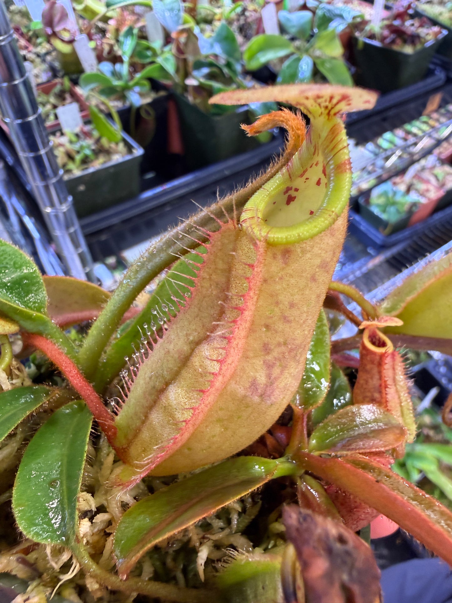 N78 Nepenthes veitchii x leviathan (Shipped Bare-Root)