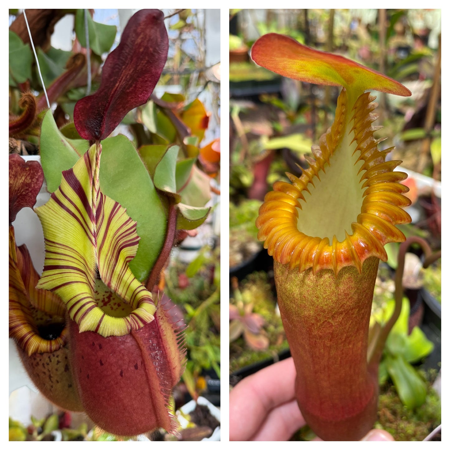 Seed - Nepenthes veitchii Geoff Wong x edwardsiana 6-2026