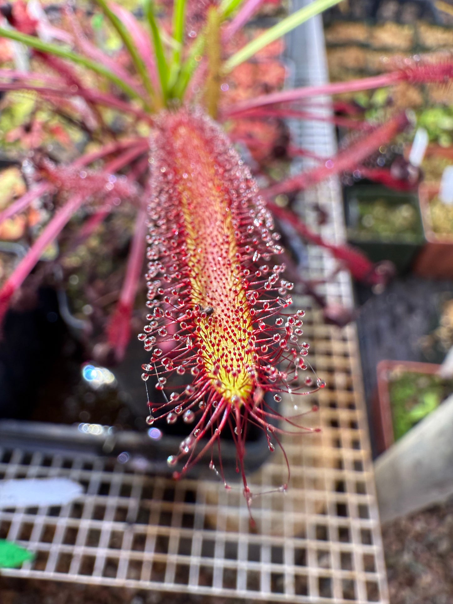 Drosera capensis Montagu Pass from Curious Plants