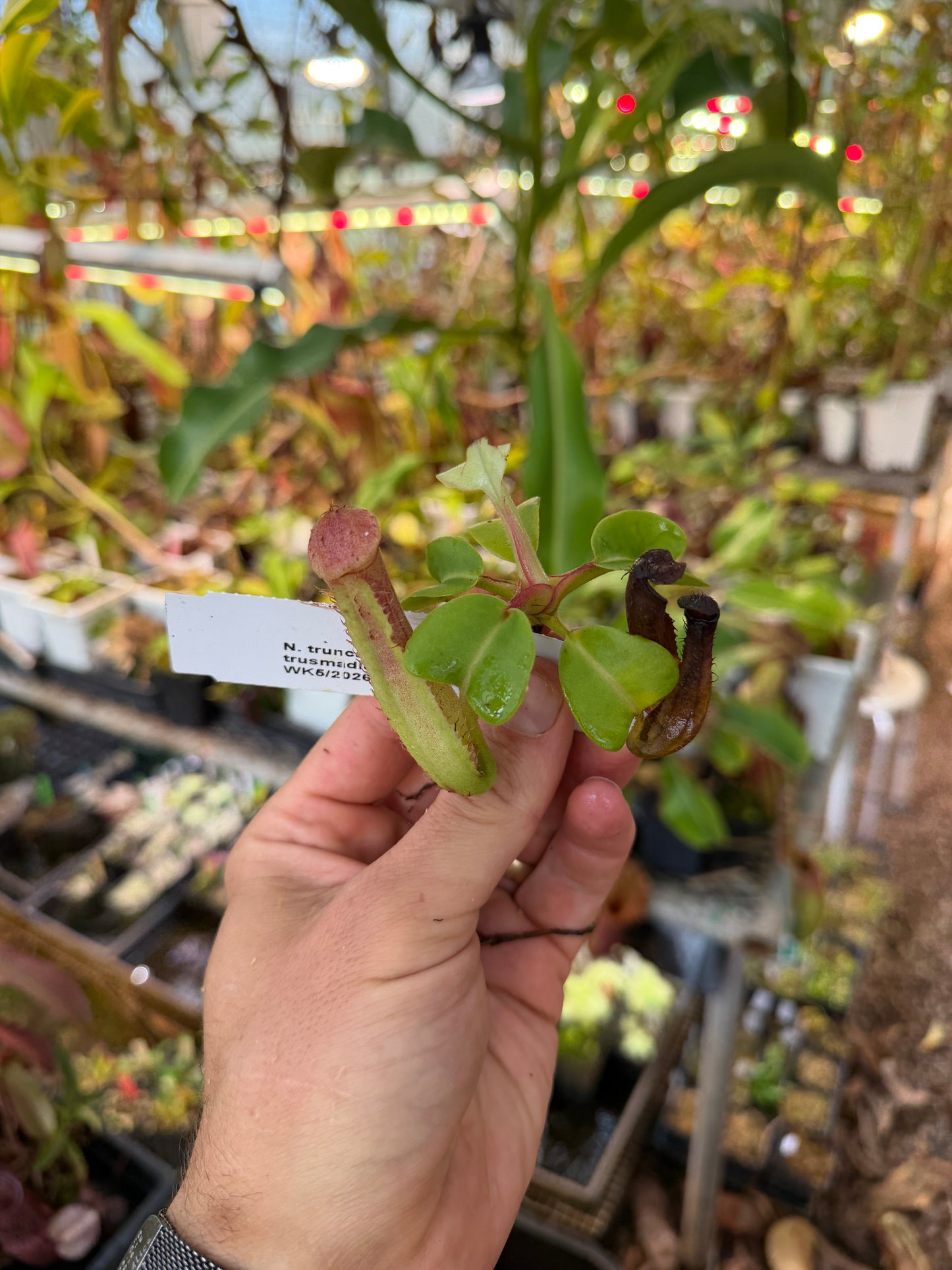 Nepenthes truncata - alba x trusmadiensis NP124 - Seed Grown (Shipped Bare Root)