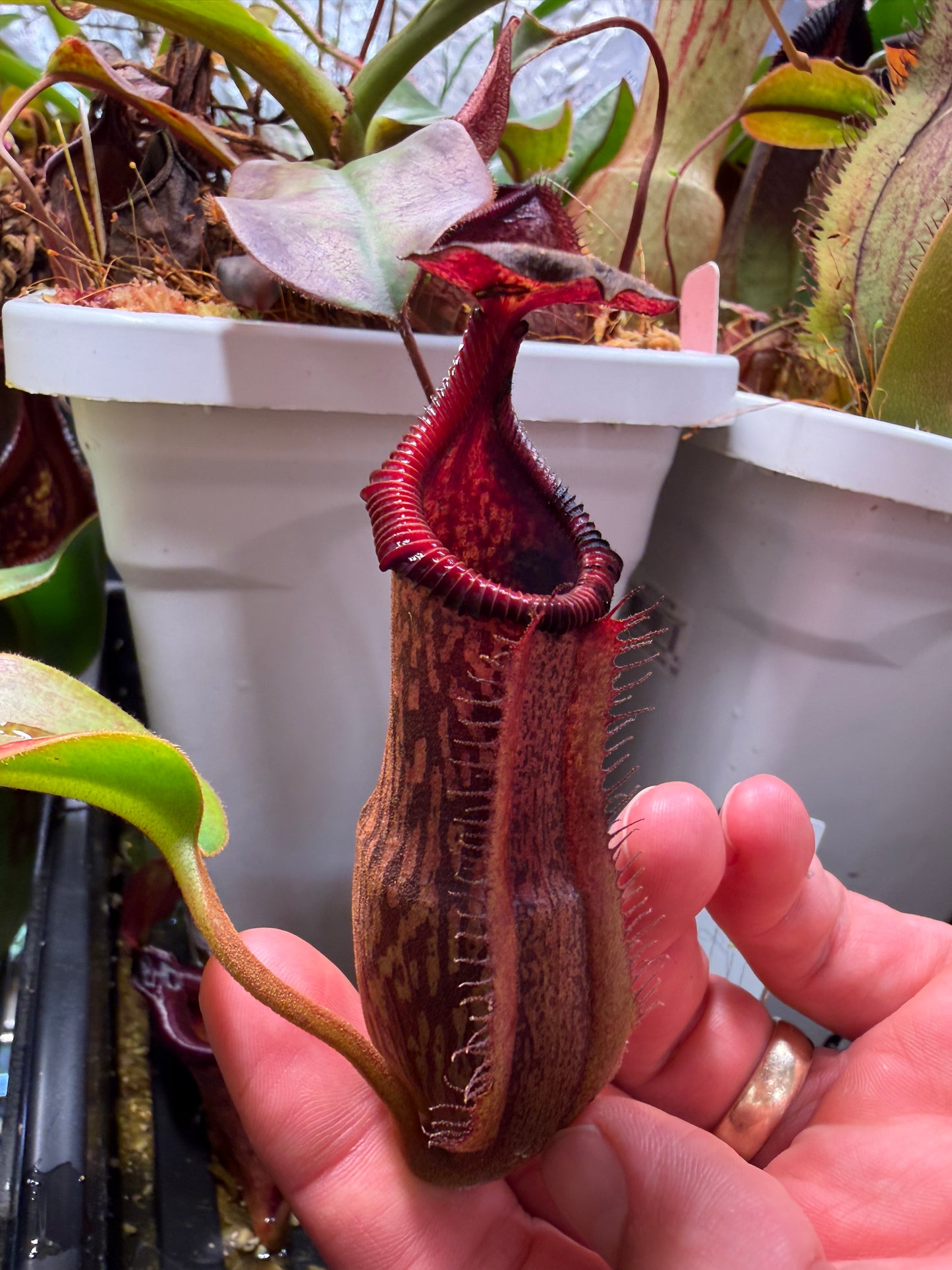 N115 Nepenthes edwardsiana x maxima (Shipped Bare-Root)