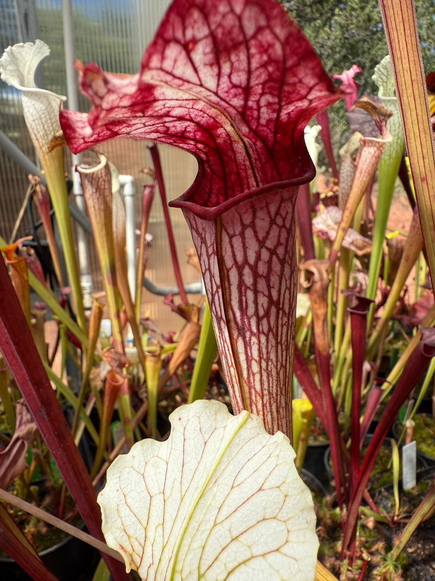 Sarracenia x Pink Eye