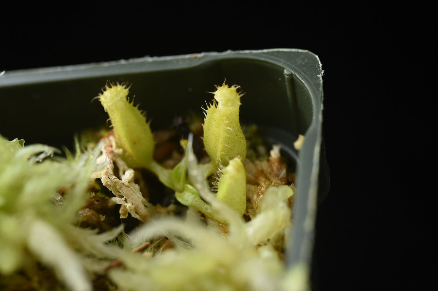 Nepenthes edwardsiana seedling