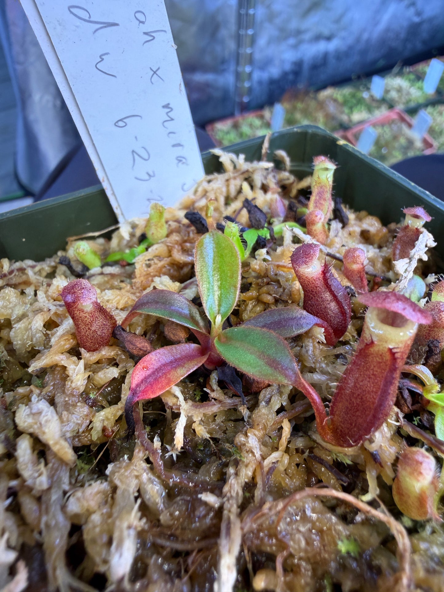 N70 Nepenthes (rajah x mira JH) x edwardsiana (Shipped Bare-Root)