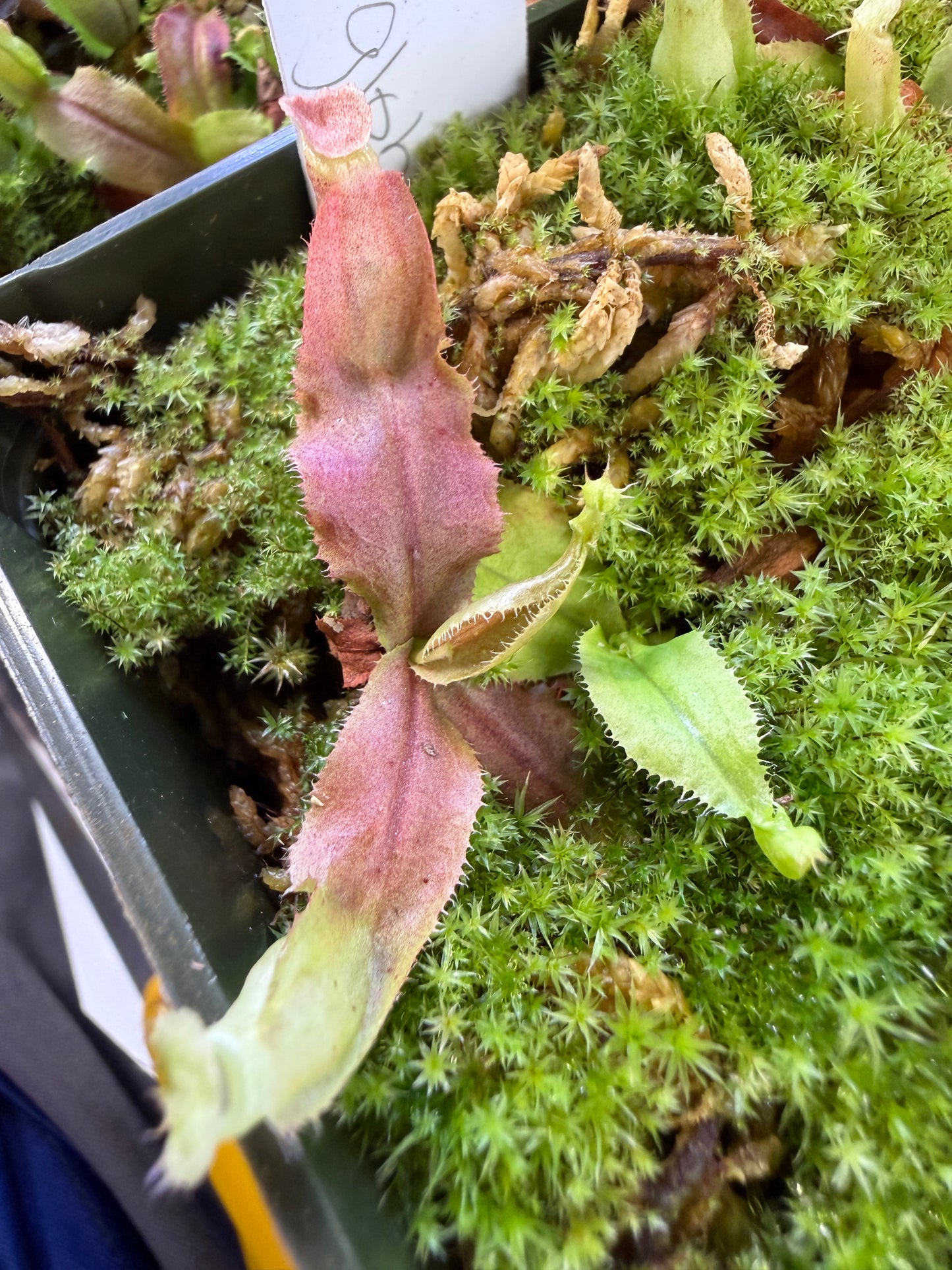 N132 Nepenthes mirabilis Wings x globosa (Shipped Bare-Root)