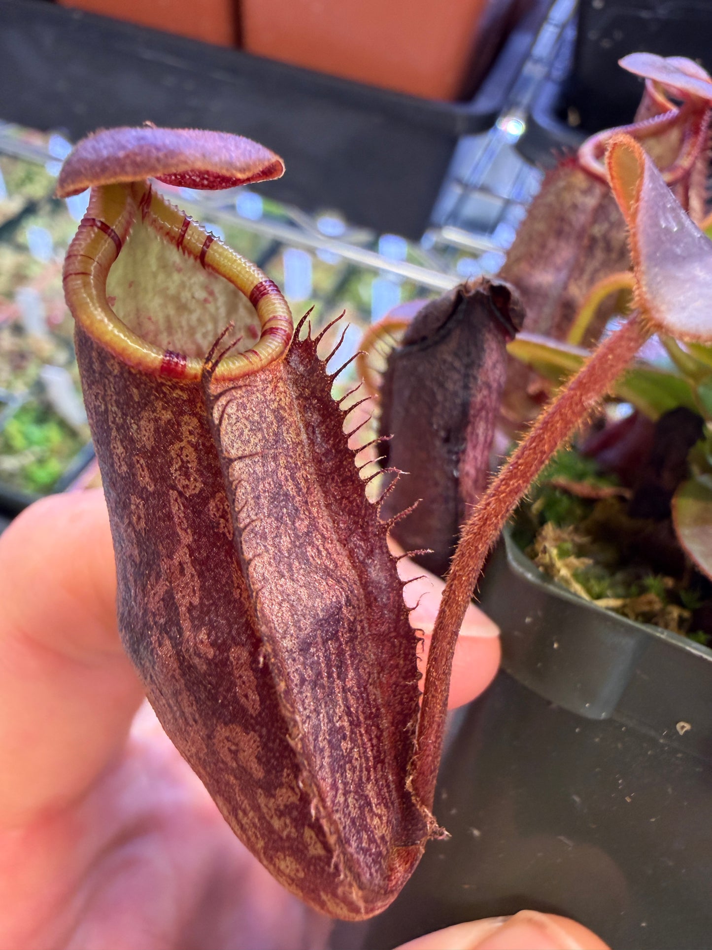 Nepenthes x spectabilis x rajah Greenhouse-Bred Highland Hybrid