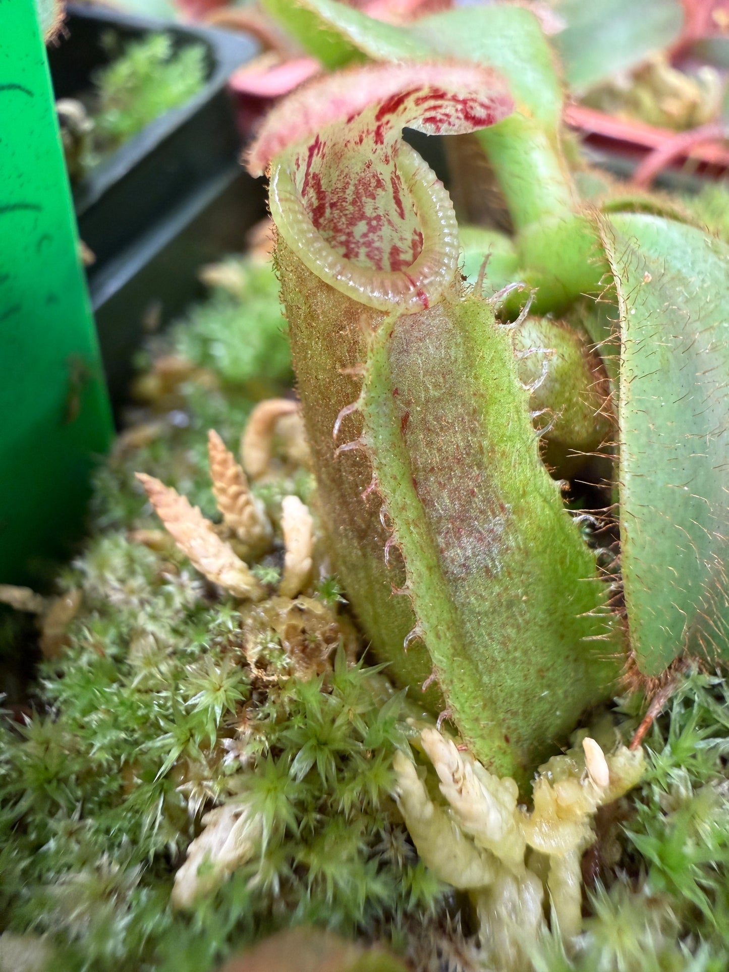 N123 Nepenthes veitchii x veitchii Candy Dreams (Shipped Bare-Root)