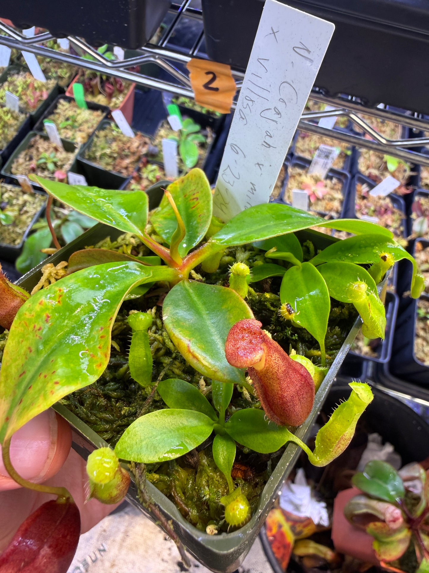 N62 Nepenthes (rajah x mira JH) x villosa (Shipped Bare-Root)