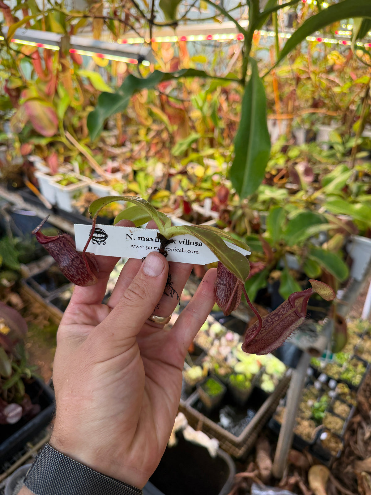 Nepenthes maxima x villosa #1 seed grown, third photo