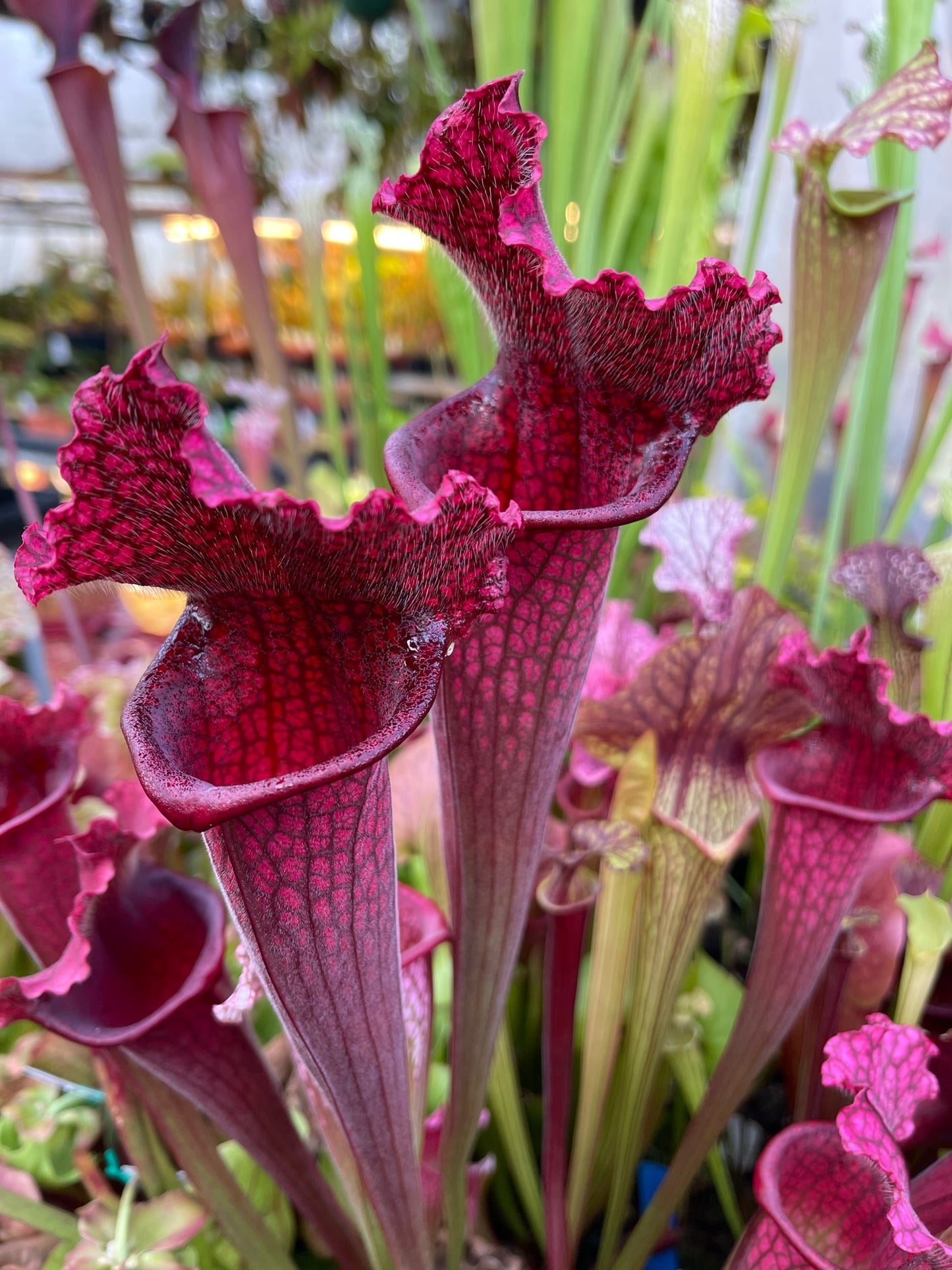 Sarracenia x Juthatip Soper