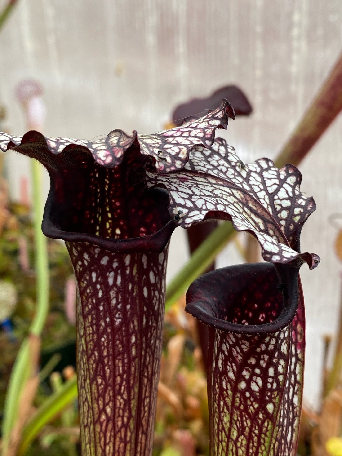 Sarracenia x Shelob's Lair