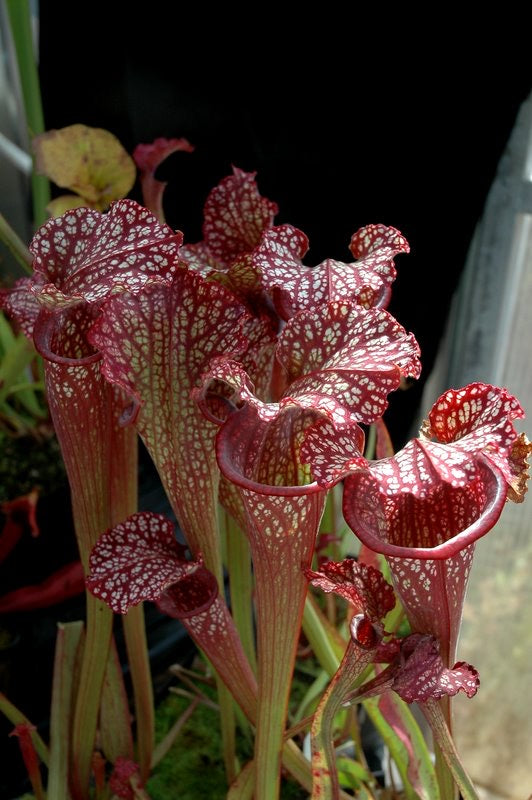 Sarracenia x Dan Winter