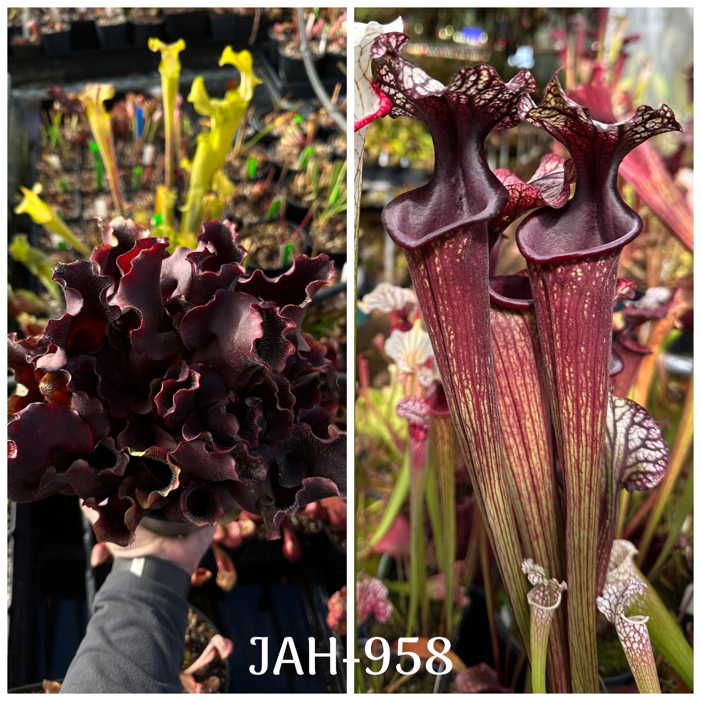 9 Seed - Sarracenia purpurea Louis Burke Betz x Bloody Punch