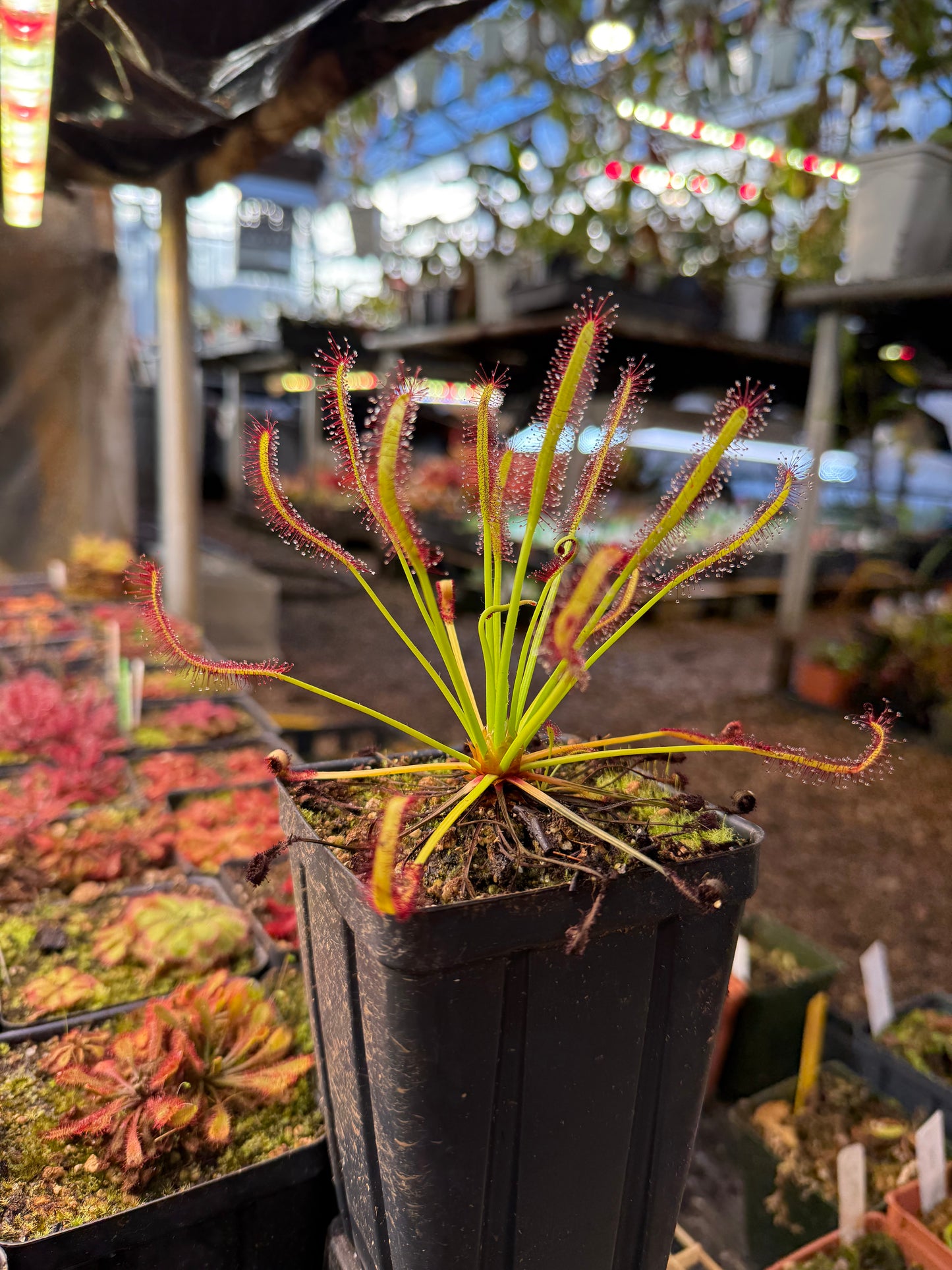 Drosera capensis Merry-Go-Round x self
