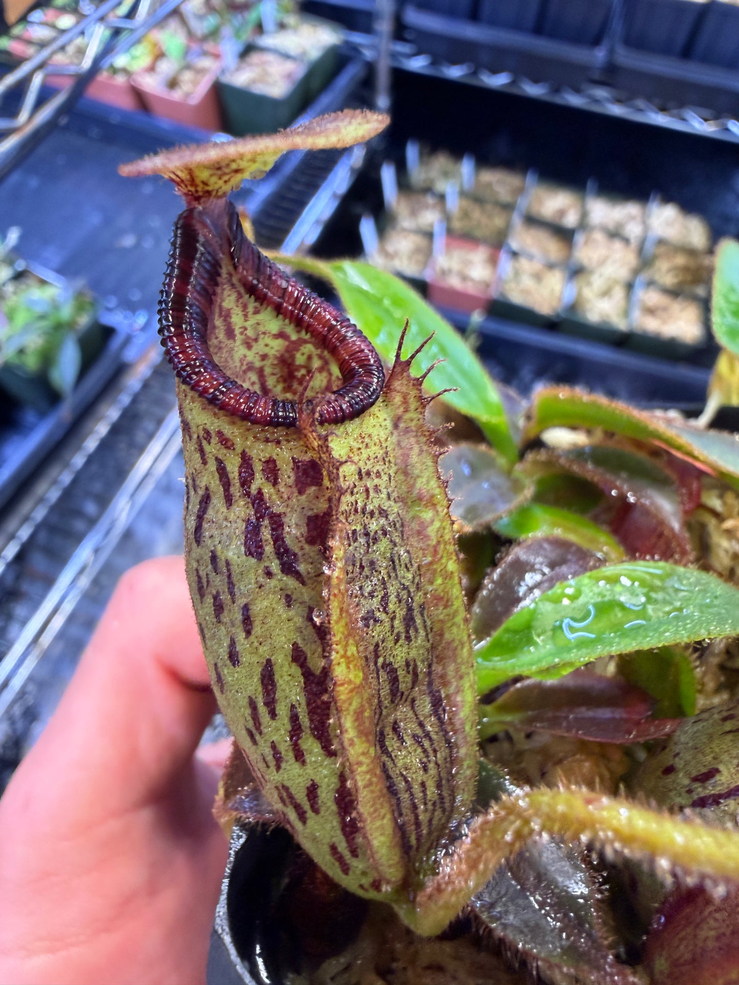 N80 Nepenthes rajah x mollis (Shipped Bare-Root)