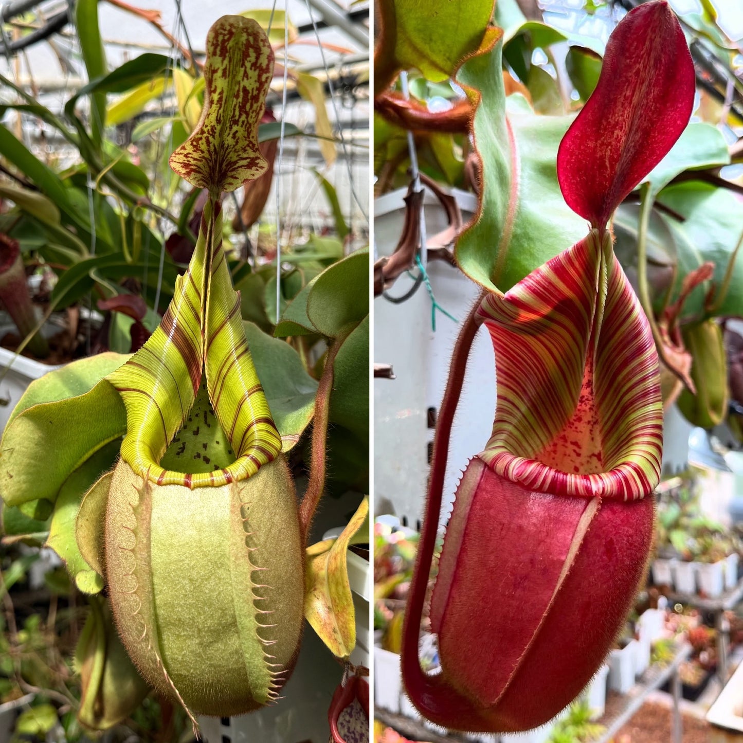 Seed - Nepenthes veitchii M Striped x veitchii Pa Umor Best 6-2026