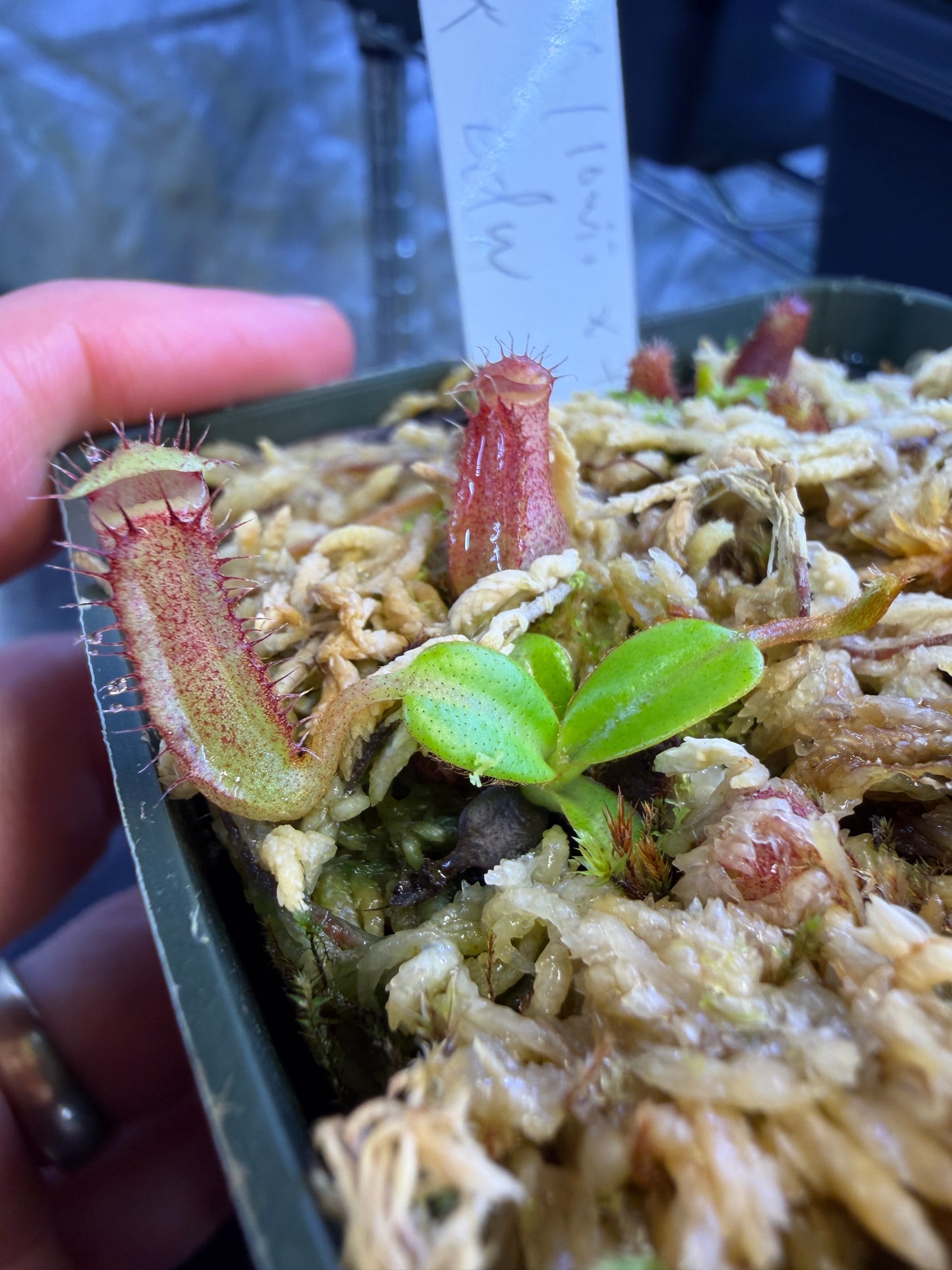 N71 Nepenthes (lowii x truncata WP) x edwardsiana (Shipped Bare-Root)