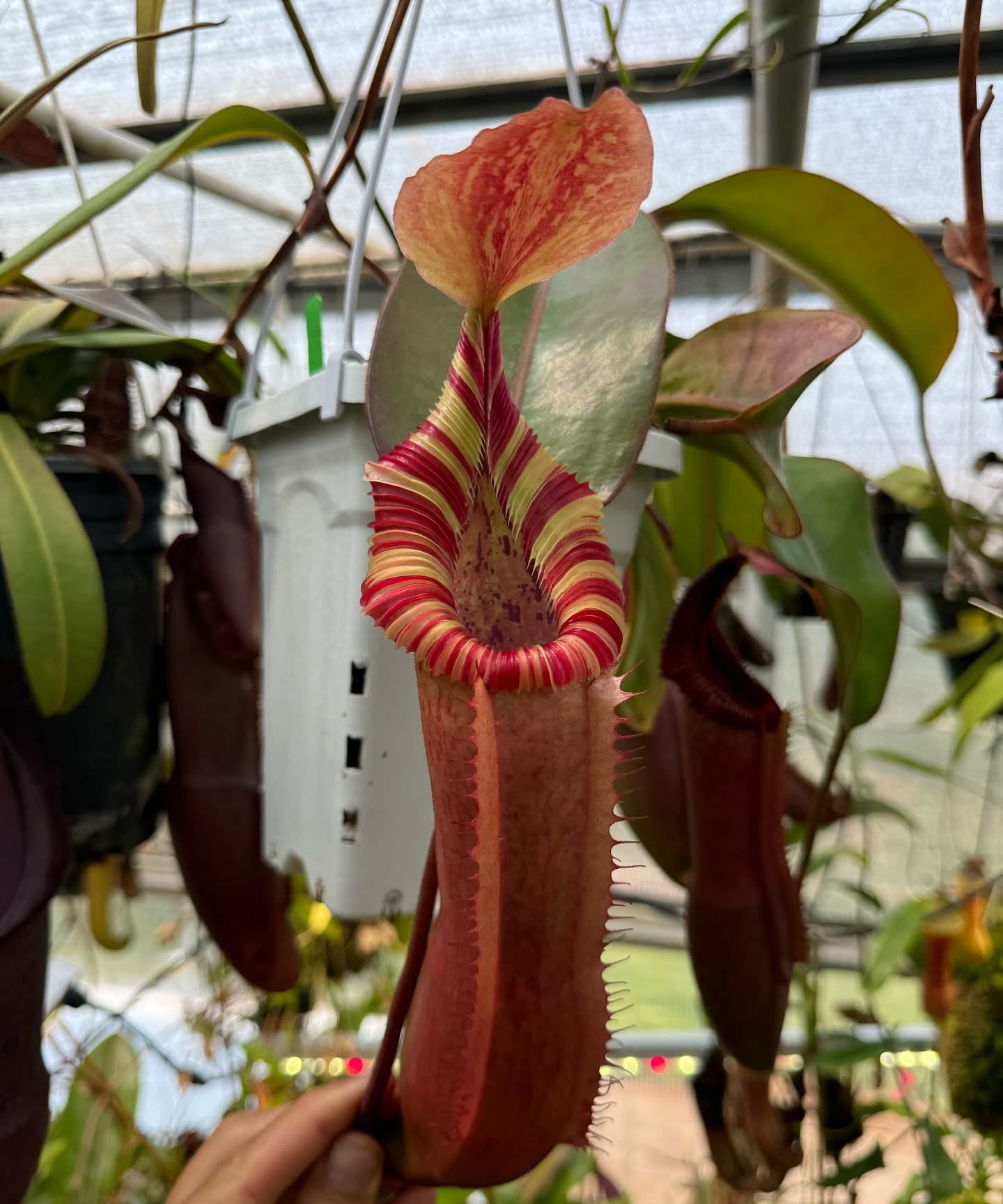 N118 Nepenthes veitchii Long Stripped x edwardsiana (Shipped Bare-Root)