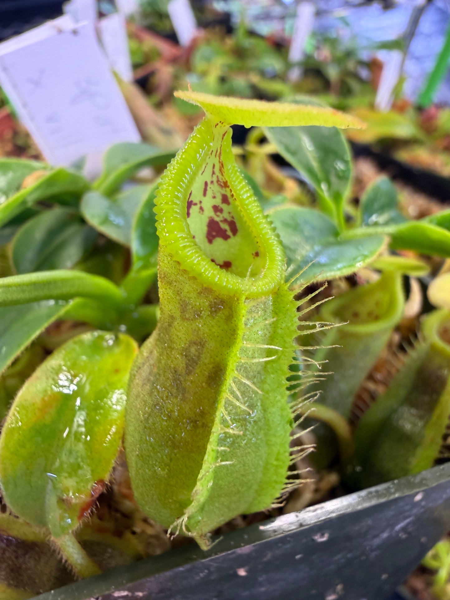 N101 Nepenthes spathulata x villosa (Shipped Bare-Root)