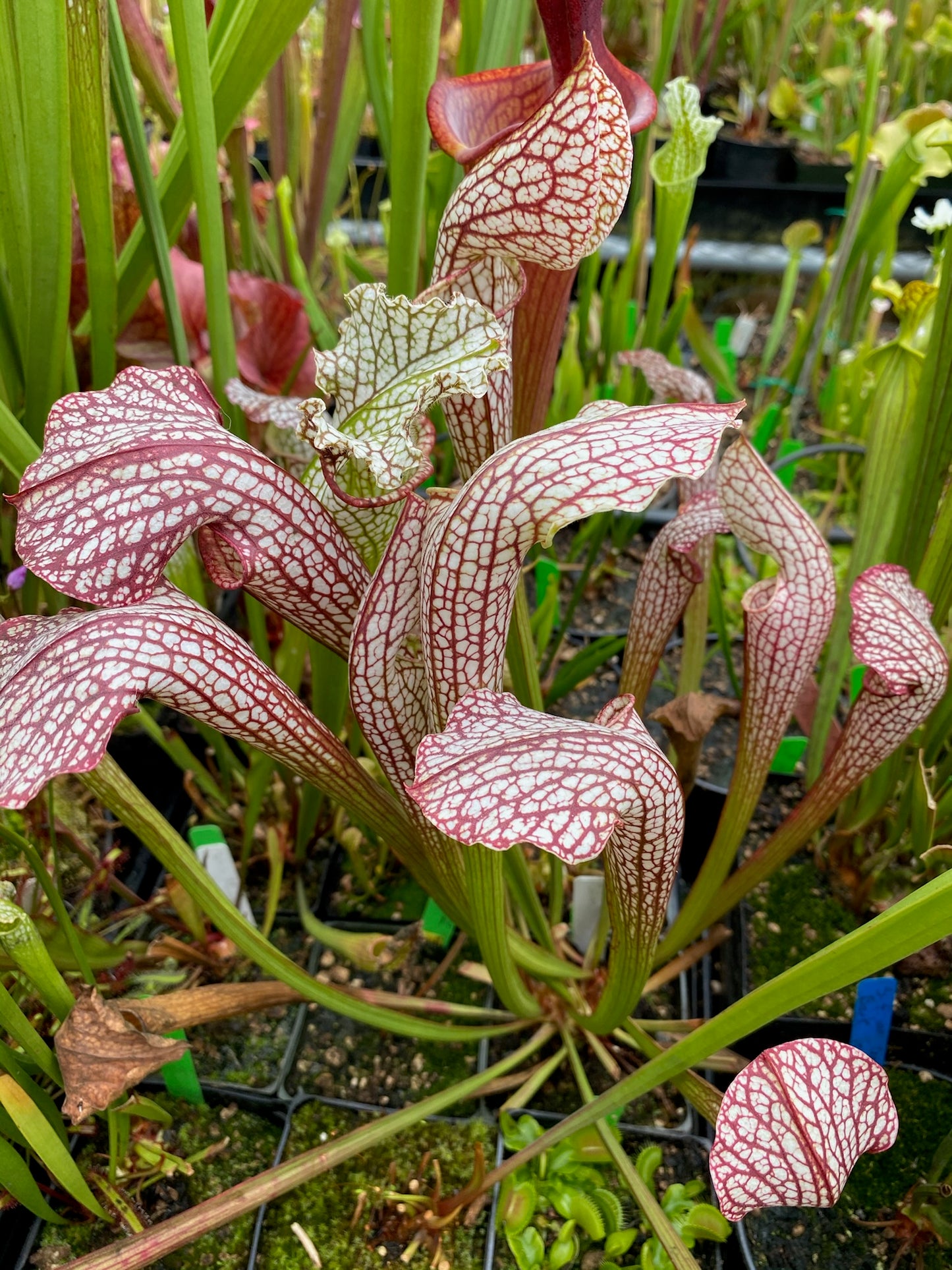 Sarracenia x Lolita