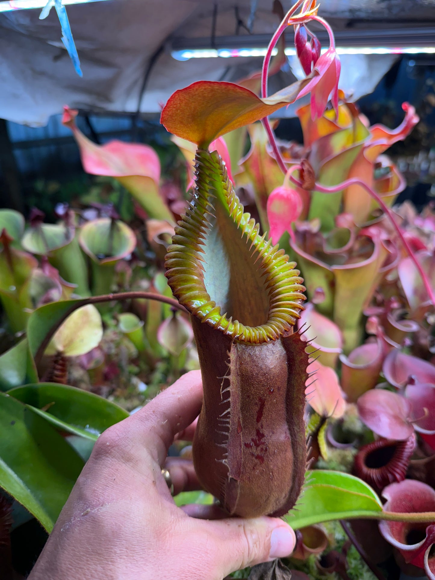 Coming Soon - Fresh Nepenthes diabolica x edwardsiana Hairiest clone February- March 2026