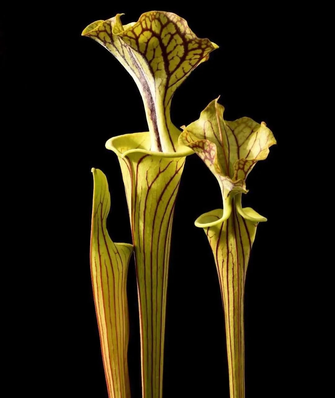 Sarracenia flava Ornata Black Veins Bulloch Co GA (Shipped Bare-Root)