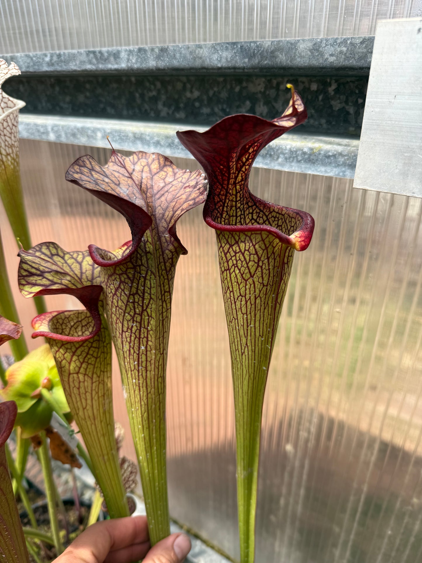 Sarracenia x Aimee Ruth (Shipped Bare-Root)