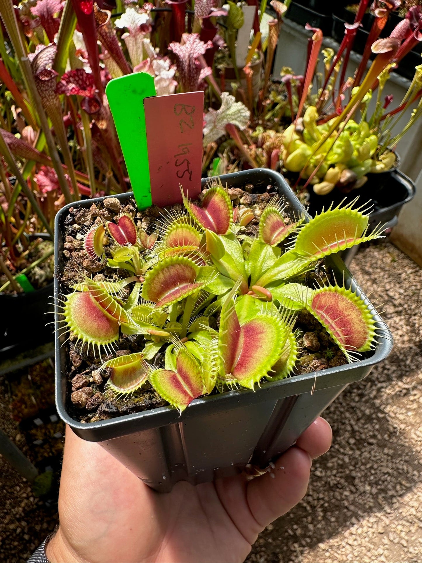 Dionaea muscipula 1955