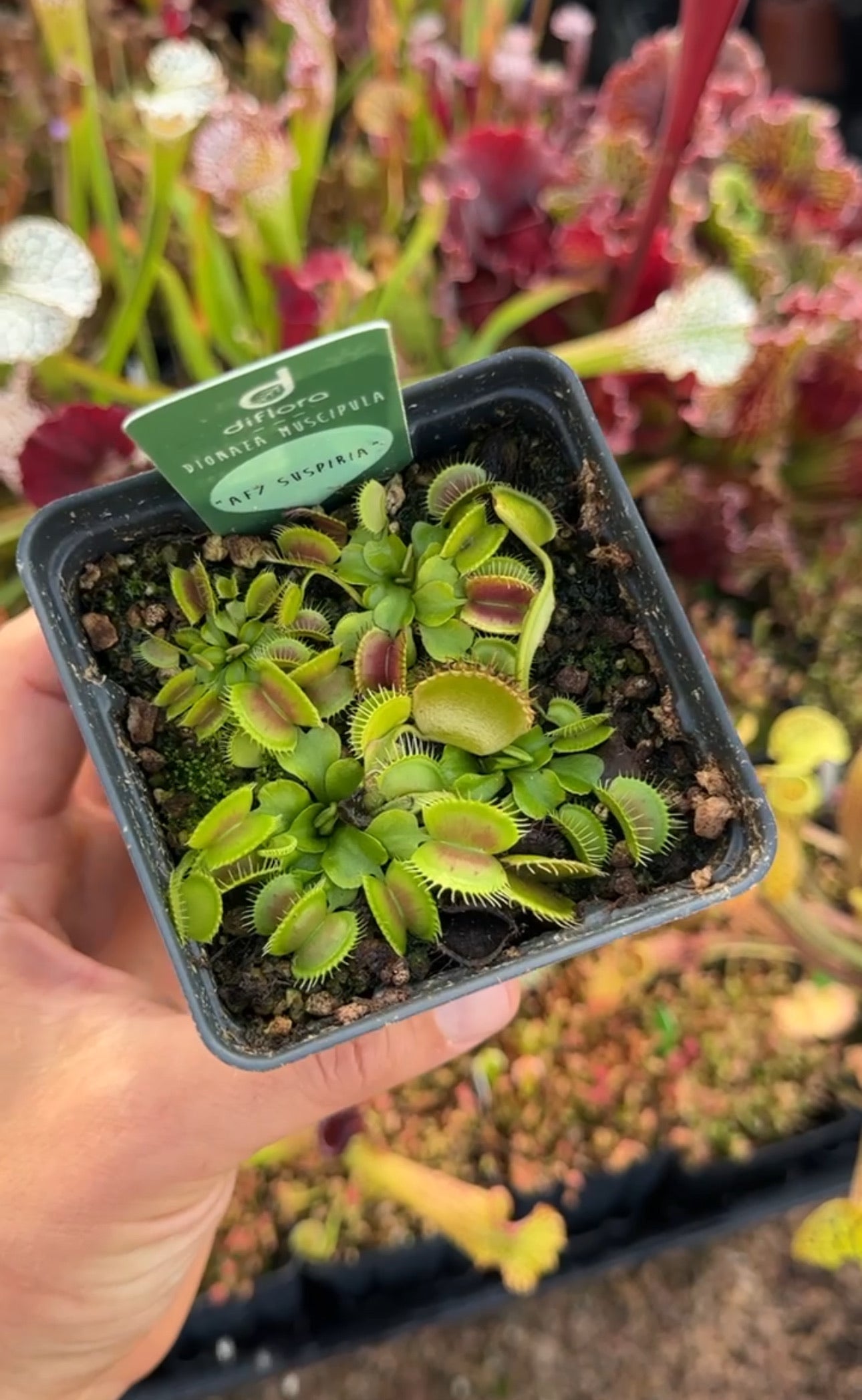 Dionaea muscipula AF7 Suspiria