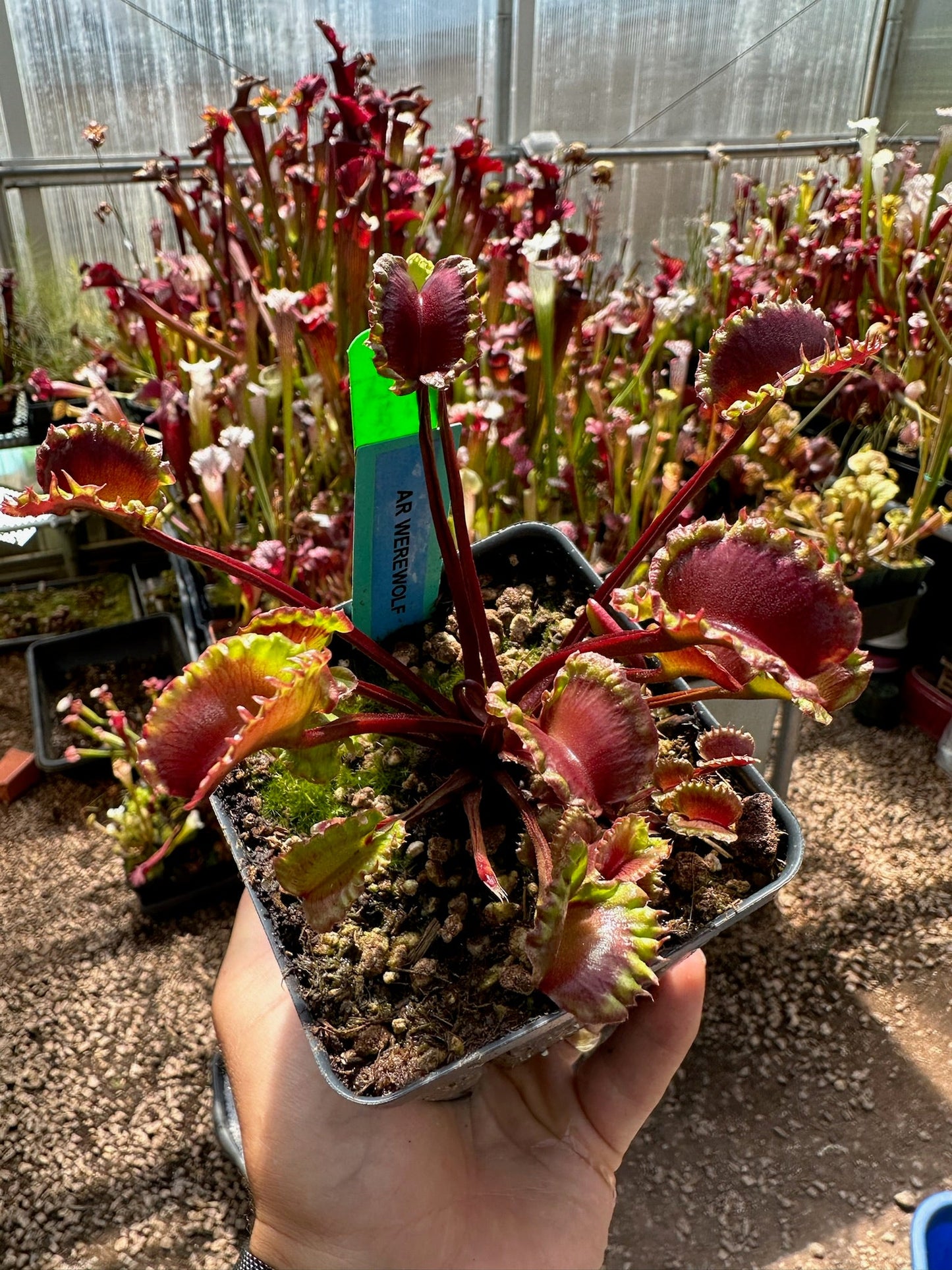 Dionaea muscipula AR Werewolf