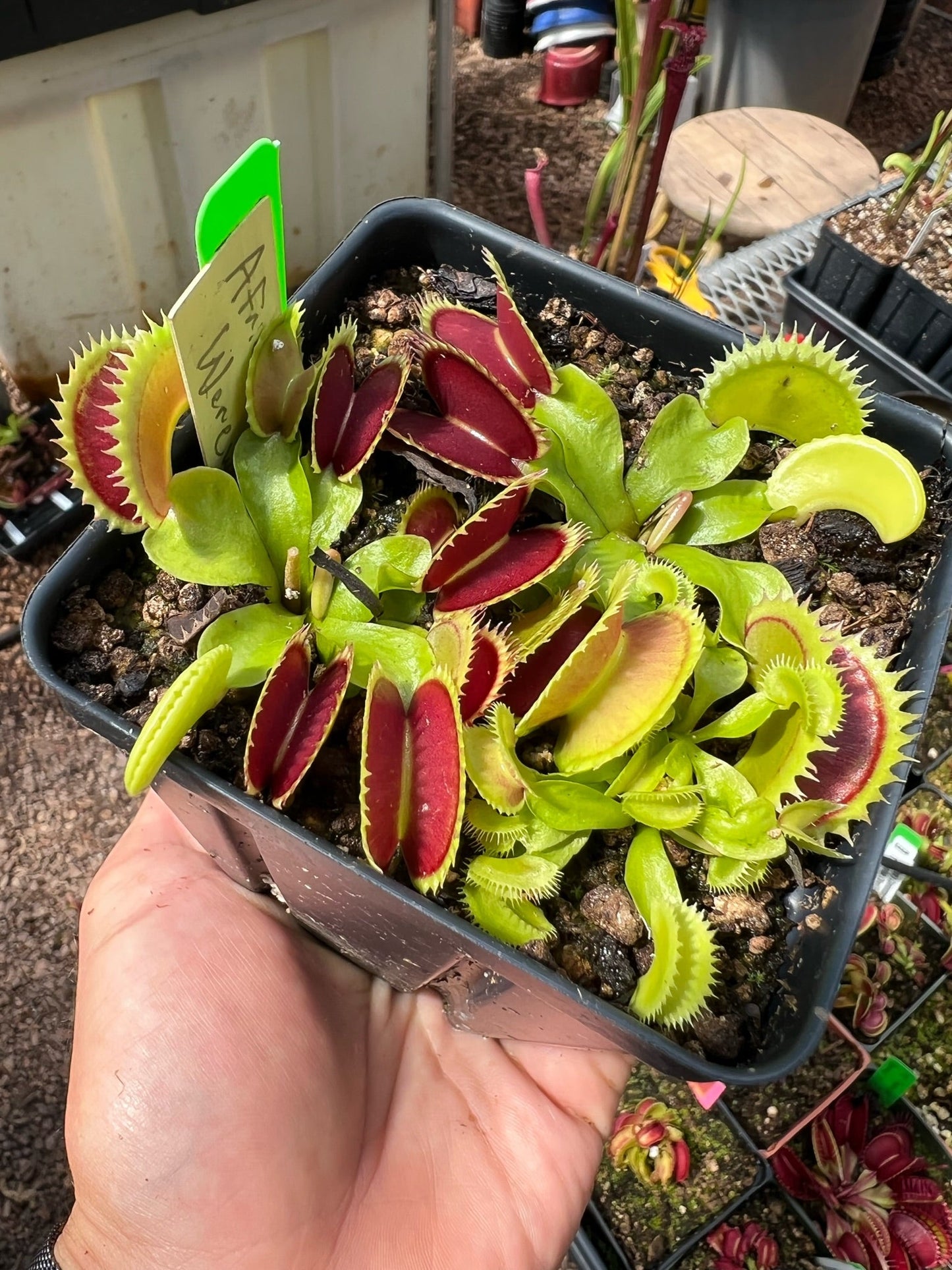 Dionaea muscipula African Werewolf