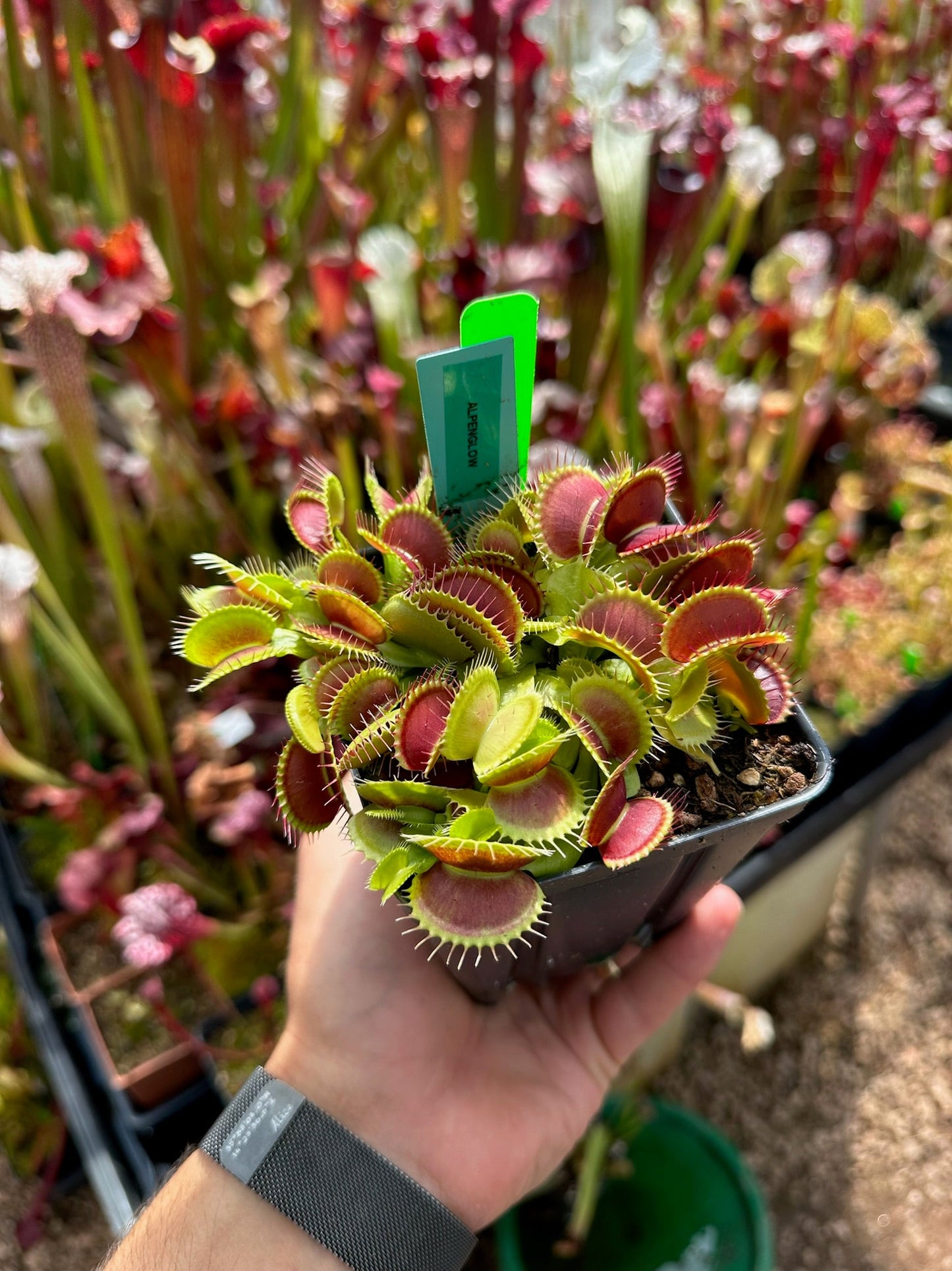 Dionaea muscipula Alpenglow
