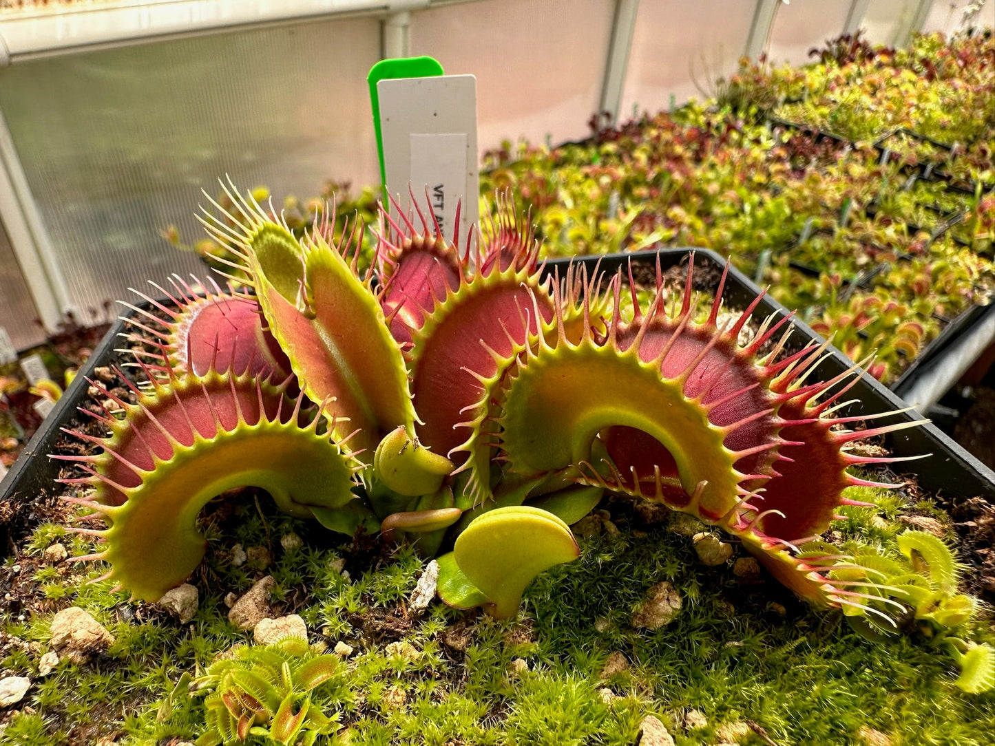 Dionaea muscipula Antonov 225