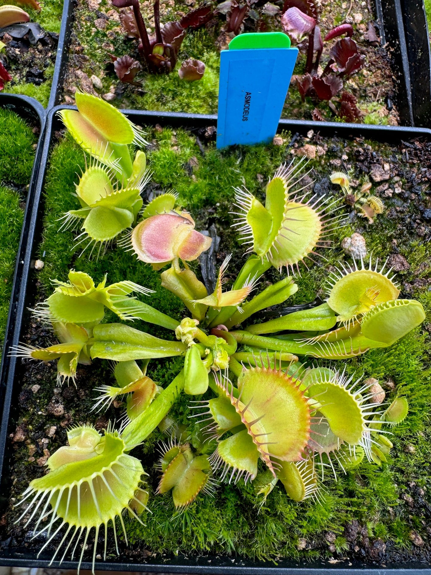 Dionaea muscipula Asmodeus