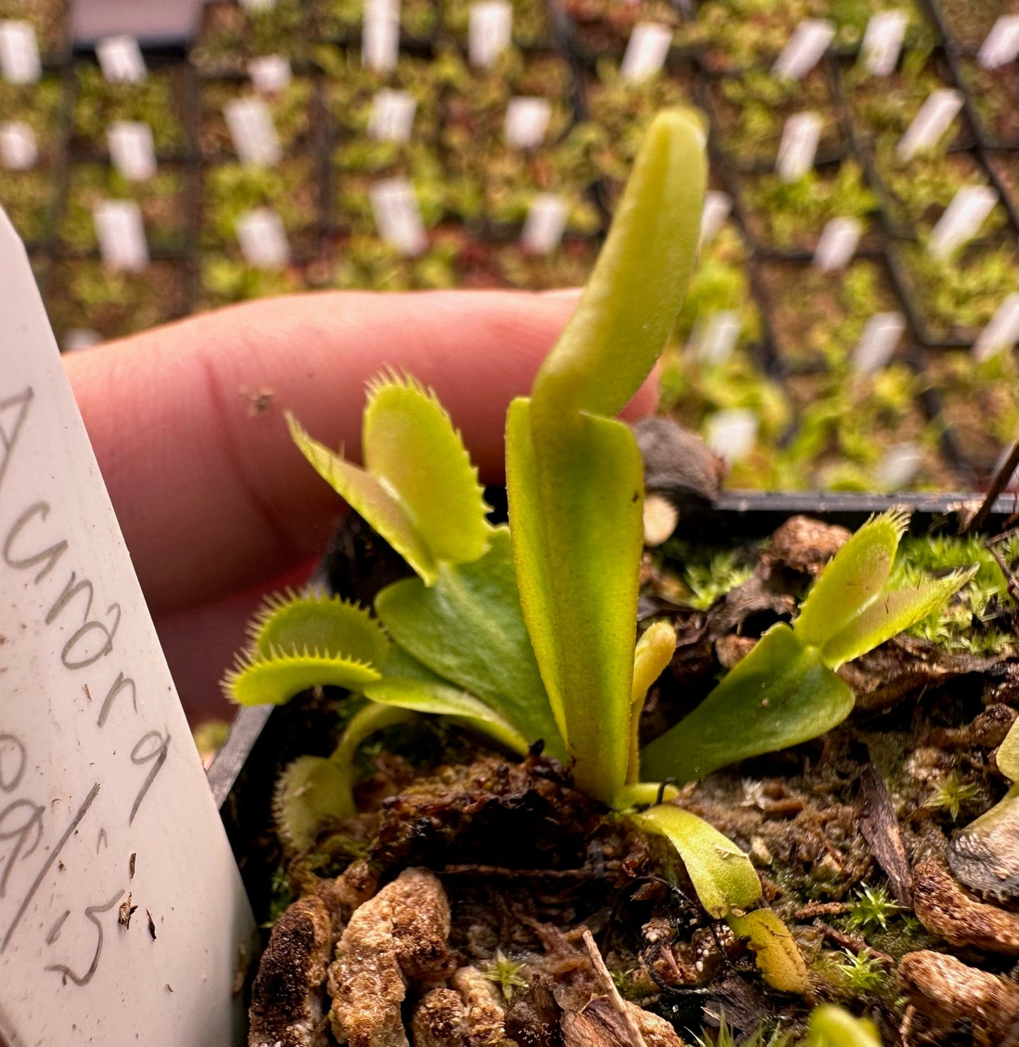 Dionaea muscipula Aurora Borealis