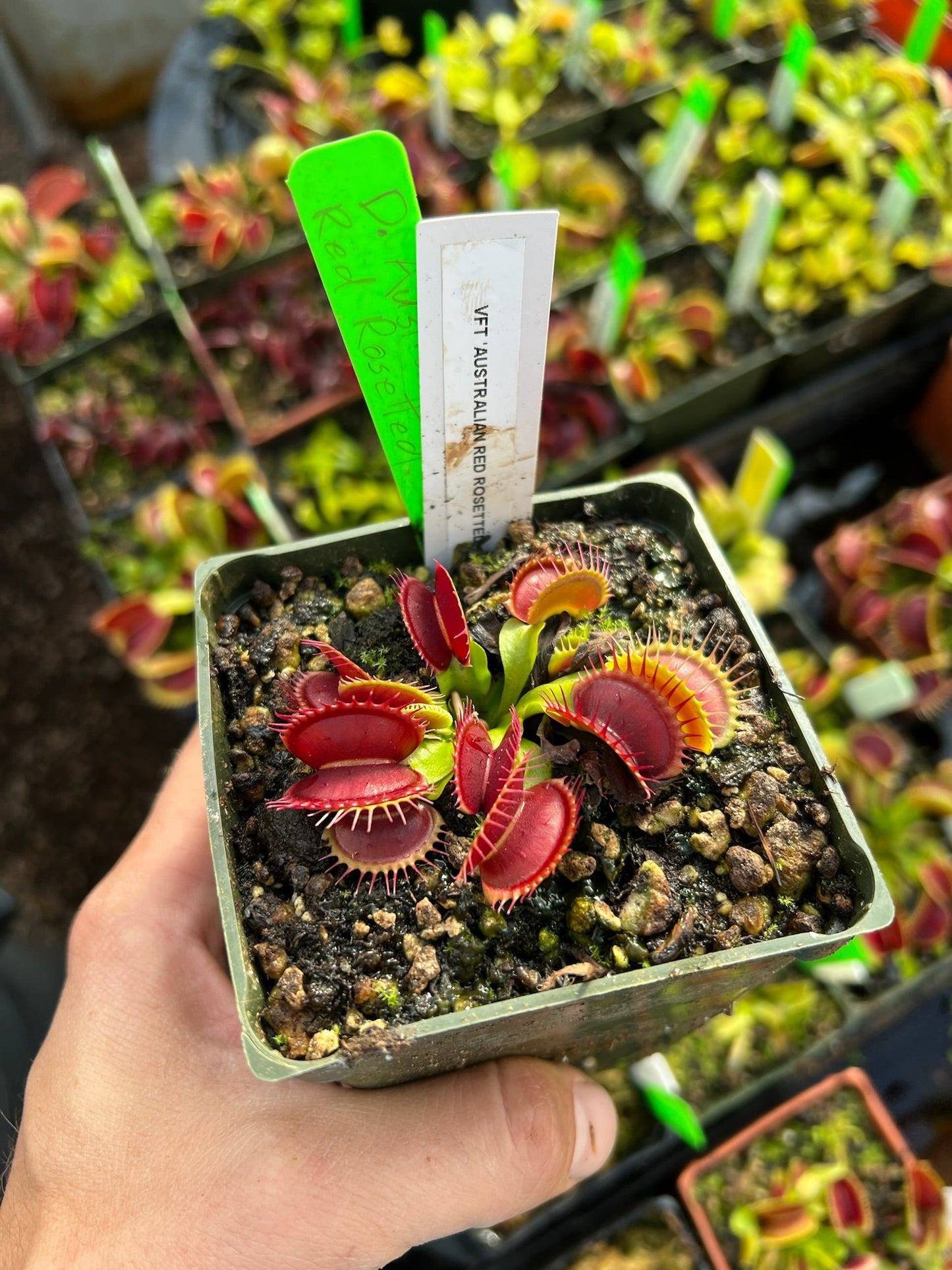 Dionaea muscipula Australian Red Rosetted
