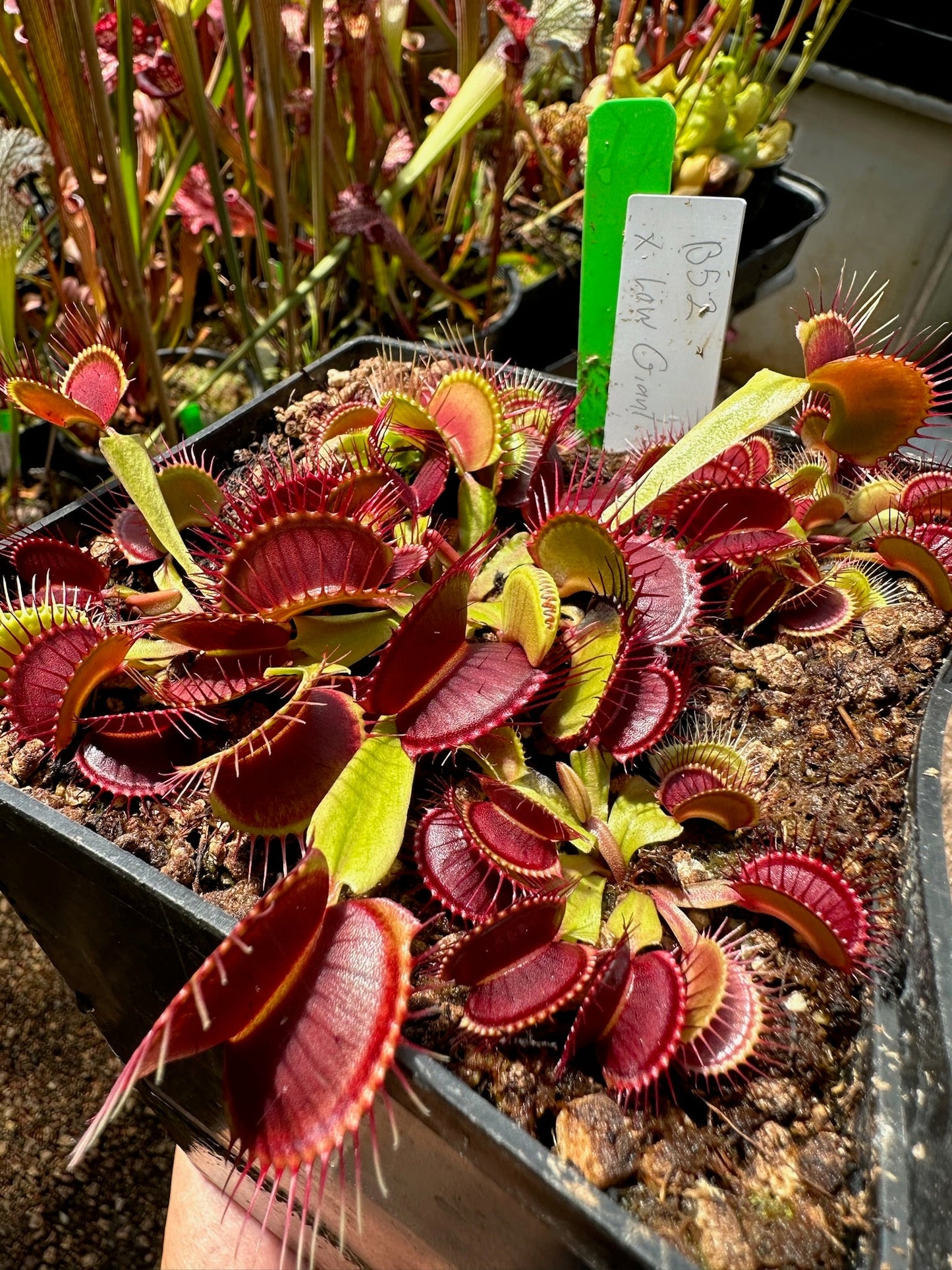 Dionaea muscipula B52 x Low Giant