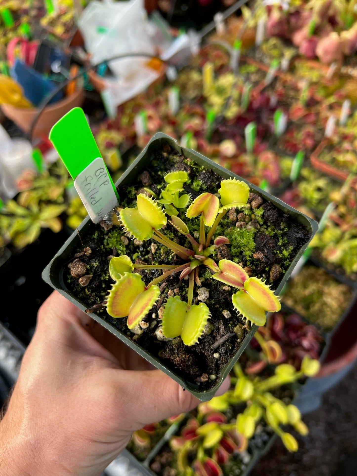 Dionaea muscipula BCP Frilled Werewolf