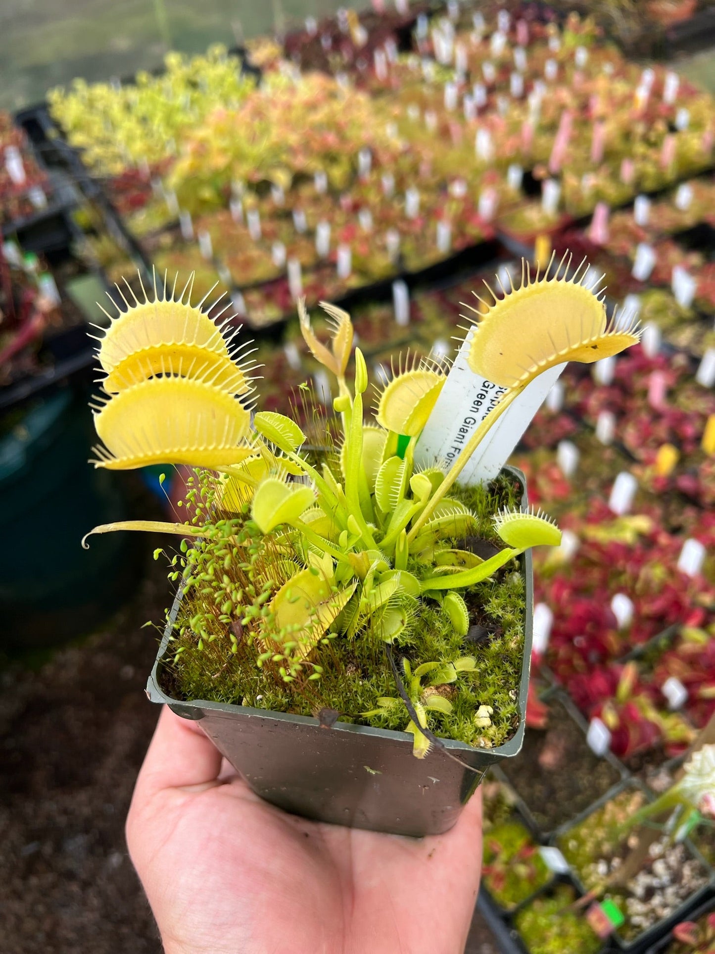 Dionaea muscipula BCP Green Giant Form